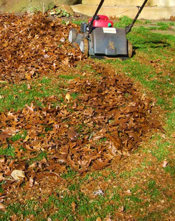 Best way to mow leaves sale